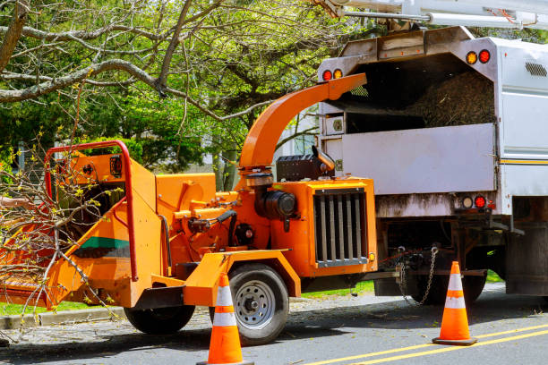 Trusted Bear, DE Tree Services Experts