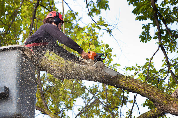 Why Choose Our Tree Removal Services in Bear, DE?